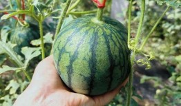 易县吃瓜,吃瓜也能吃出地道风情