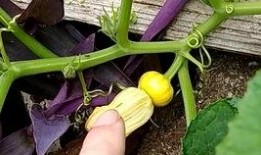 半花吃瓜,揭秘娱乐圈幕后故事