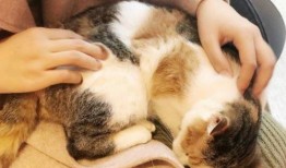 母猫吃瓜,瓜果飘香中的悠闲时光