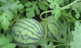 学步桥吃瓜,夏日里的欢乐时光