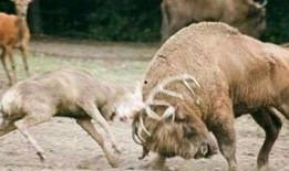 吃瓜顶流鹿,吃瓜顶流鹿的崛起之路