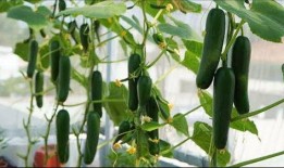 连续几次吃瓜,揭秘连续吃瓜背后的神秘故事