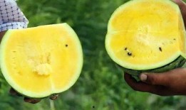 天津融媒体吃瓜,揭秘吃瓜群众的网络狂欢