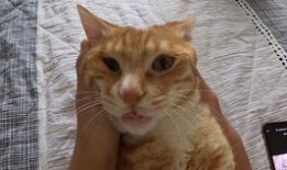 小猫吃饼瓜,趣味横生的美食冒险之旅