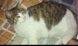 搞笑猫吃瓜,笑料百出！