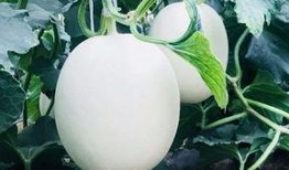 吃瓜吃得爽,揭秘那些让人吃得爽的吃瓜瞬间