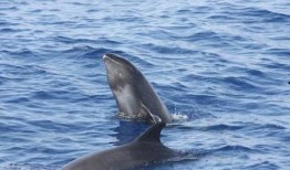 吃瓜鲸鱼88,探寻海洋中的神秘美食传奇