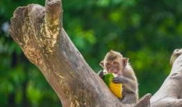 情侣公园吃瓜,甜蜜瞬间与趣味瞬间大揭秘