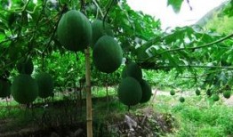 吊瓜泡多久可以吃,吊瓜泡多久即可安全食用揭秘