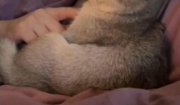 小猫吃饼瓜,趣味横生的美食冒险之旅