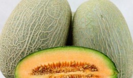 哈密瓜的皮可以给鸡吃吗,鸡的天然美味佳肴探索