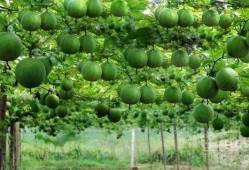 吃瓜娄的好处,让你健康又快乐