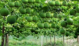 吃瓜娄的好处,让你健康又快乐