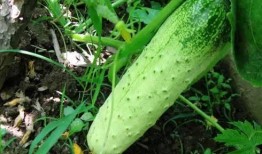 东北的瓜怎么吃,解锁美味新体验