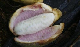 八月瓜吃核,探索自然界的再生奥秘