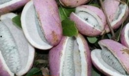 八月瓜吃核,探索自然界的再生奥秘