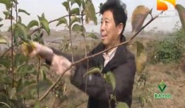 出门吃口哈密瓜,尽享哈密瓜甜蜜滋味