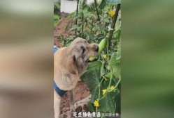 吃瓜小狗的视频,揭秘娱乐圈幕后趣闻