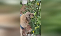 吃瓜小狗的视频,揭秘娱乐圈幕后趣闻