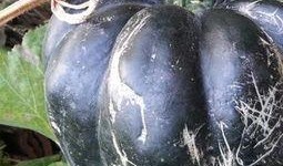 方瓜晒干怎么吃,探索干制方瓜的多重美味