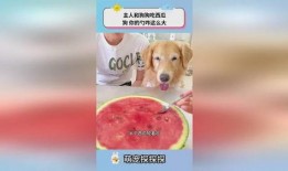 吃瓜西瓜狗,西瓜狗的美食冒险记