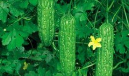 夏天吃的瓜蔬菜,清爽解暑的绿色美食之旅