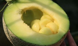 网纹瓜软了怎么吃,这样吃更美味！
