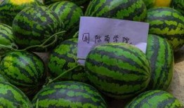 如果大学有吃瓜课,揭秘“吃瓜”背后的学问与乐趣