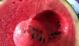 来月经量多可以吃刺瓜吗,刺瓜能否成为你的健康小助手？