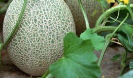 哈密瓜的皮可以给鸡吃吗,鸡的天然美味佳肴探索