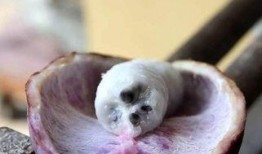 爬山吃八月瓜,徒步探险中的八月瓜美味之旅