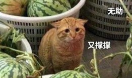 男朋友吃的瓜,揭秘男友的瓜界情缘