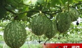 吊瓜怎么吃才减肥,美味与瘦身两不误的食用指南