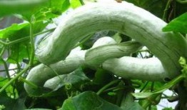 蛇瓜怎么蛇瓜怎么么吃,探索蛇瓜的烹饪艺术