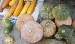 古县吃瓜,探寻千年瓜果文化的魅力