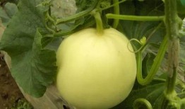 吃瓜康县网红,揭秘网络红人的魅力与争议