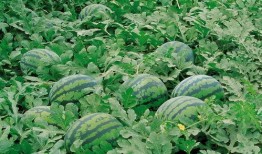 窗外吃瓜视频大全,吃瓜视频大全精彩瞬间回顾