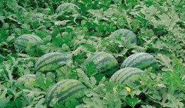 水仙吃瓜视频大全,揭秘视频大全中的趣味瞬间