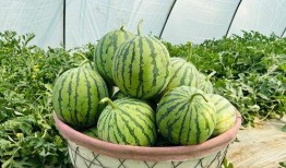 谁吃瓜吃得最快,揭秘谁吃瓜吃得最快