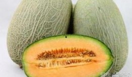 出门吃口哈密瓜,尽享哈密瓜甜蜜滋味