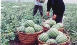 文化公园吃瓜视频,揭秘网红美食背后的故事