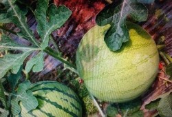 吃瓜怎么去写,一场全民参与的娱乐盛宴