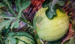 吃瓜怎么去写,一场全民参与的娱乐盛宴