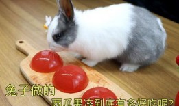 瓜兔子可以吃吗