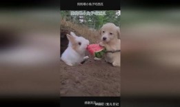 吃瓜兔兔,揭秘娱乐圈那些不为人知的幕后故事