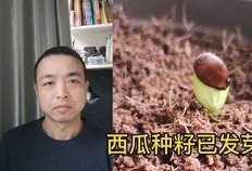电梯吃瓜大哥,吃瓜大哥的神秘故事