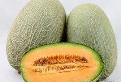 摘棉花吃哈密瓜,摘棉花品哈密瓜的甜蜜之旅