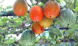 吊瓜泡多久可以吃,吊瓜泡多久即可安全食用揭秘