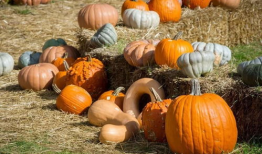 新晃吃瓜,揭秘当地特色美食背后的故事