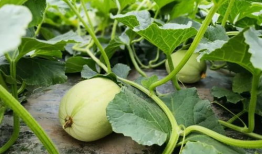 昆小谜吃瓜,揭秘网络热点的背后故事